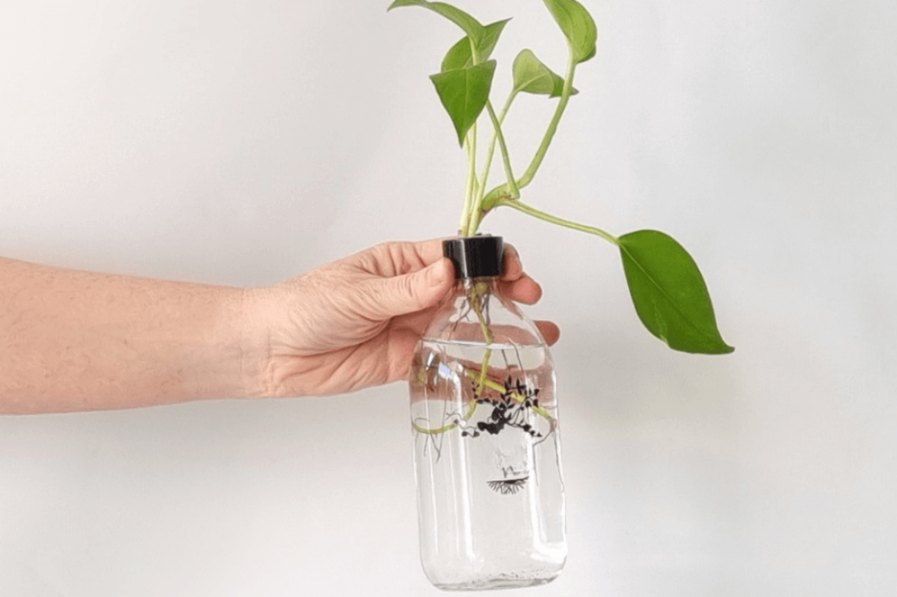 תמונה של זוג בקבוקי זכוכית עם צמח הידרופוני